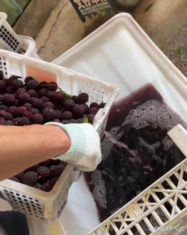 多地对福建杨梅进行专项抽查
