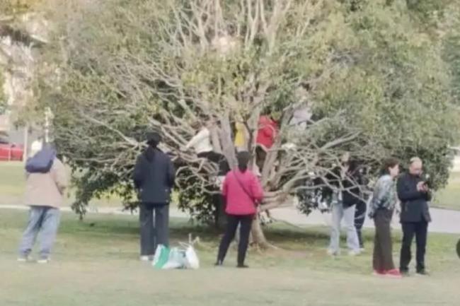 从容应对开放的烦恼 武大难能可贵