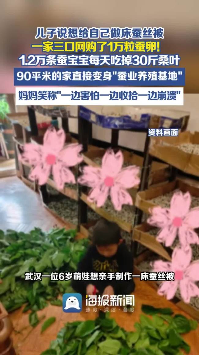 儿子想做床蚕丝被，一家三口网购了1.2万只蚕宝宝！