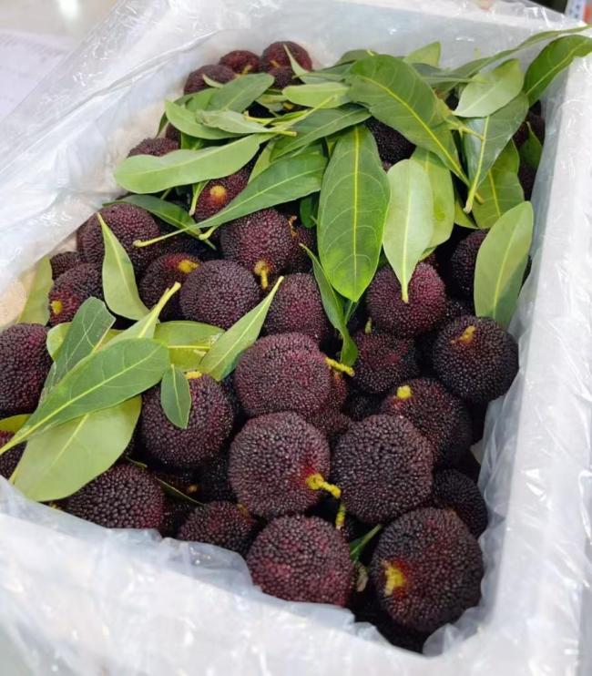 小满“食光”里的中国智慧 顺时而食养身心