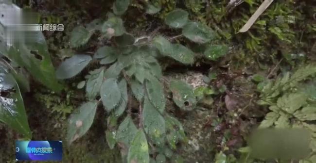 赤峰一地发现“极危物种” 当地老铁称常见
