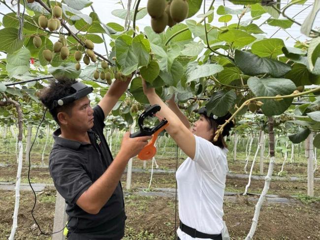 果農(nóng)邊干活邊給機(jī)器人當(dāng)老師 人人都是“AI教練”