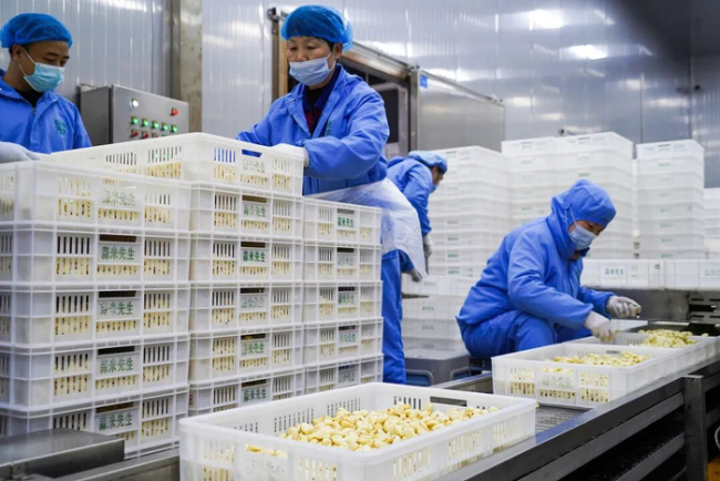 河南人終于送走了“餐桌噩夢”蒜薹 蒜薹創(chuàng)意吃法大比拼