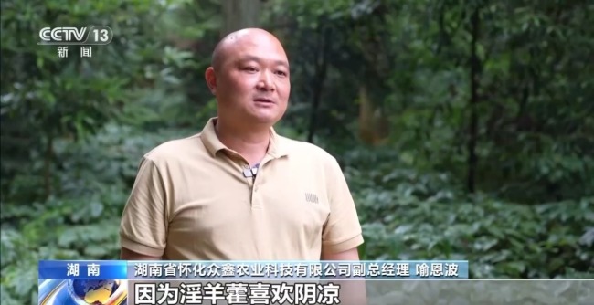 湖南懷化會(huì)同縣淫羊藿數(shù)量五年增長35%