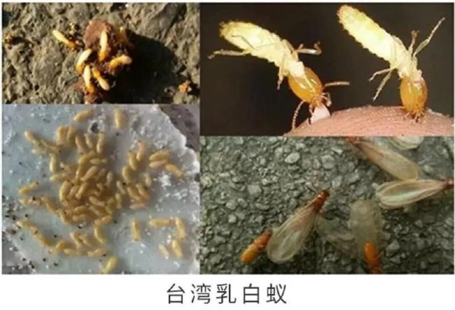 上海市民家中深夜驚現(xiàn)“泥丘” 白蟻入侵跡象顯現(xiàn)