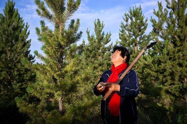 中国治沙人跨越27年找到美国资助者 5000美元种下5万棵树