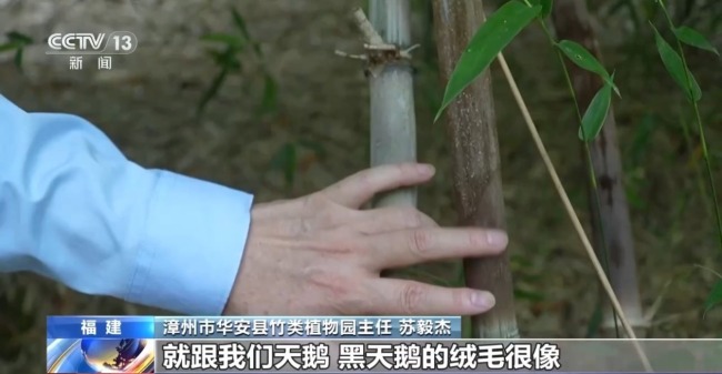 80%国家重点保护野生植物得到有效保护 怎么做到的