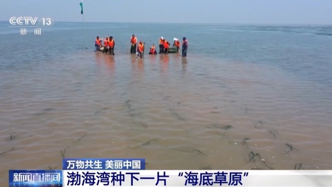 從渤海灣到潿洲島 我國(guó)海洋生態(tài)修復(fù)持續(xù)推進(jìn)