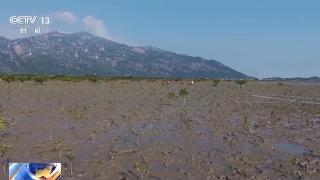 從渤海灣到潿洲島 我國(guó)海洋生態(tài)修復(fù)持續(xù)推進(jìn)