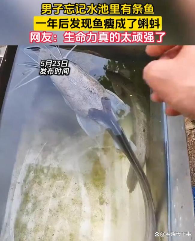 男子忘记池里有鱼1年后发现瘦成蝌蚪
