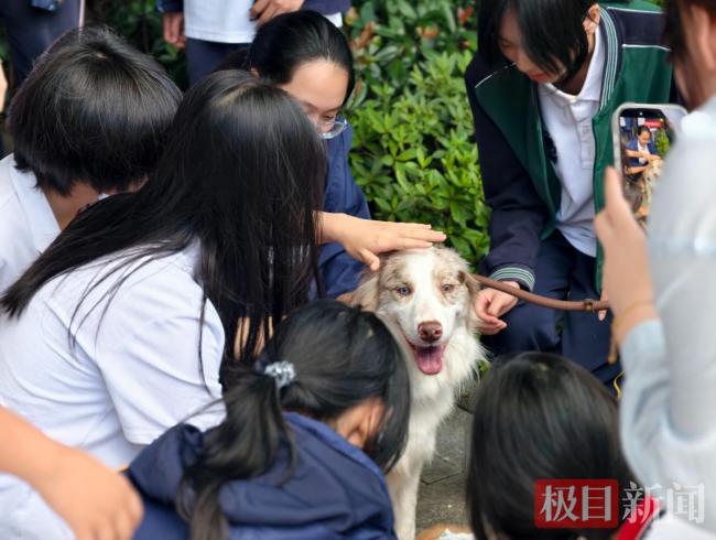 武汉一高中请来6只疗愈犬陪学生解压 毛茸茸的心灵慰藉