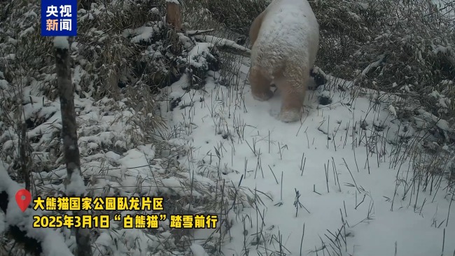 野生白色大熊猫再度“出镜” 时隔数年状态良好