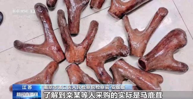 央視揭鹿茸騙局：諧音設(shè)局 強(qiáng)買強(qiáng)賣 犯罪團(tuán)伙欺詐老人