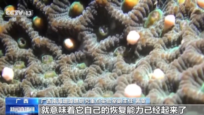從渤海灣到潿洲島 我國(guó)海洋生態(tài)修復(fù)持續(xù)推進(jìn)