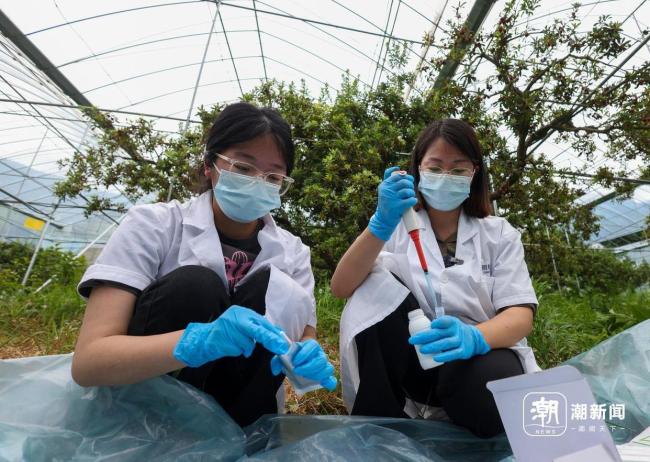 浙江杨梅正在重建安全底座 全链条监管护航