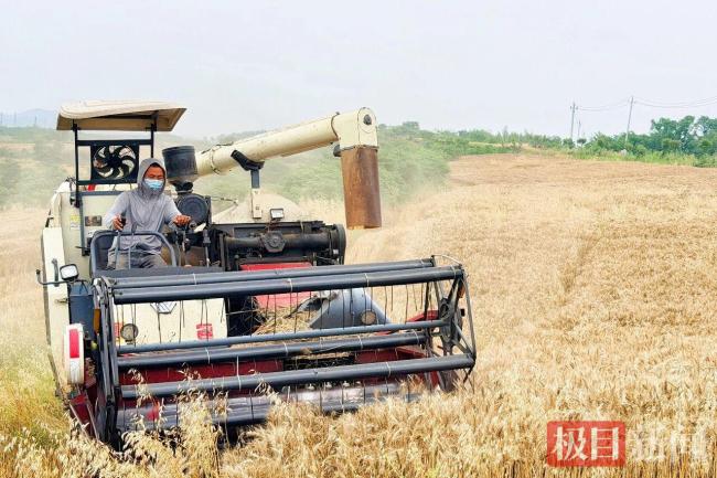凌晨3点村支书一声吼:雨前必须抢完 连夜奋战保丰收