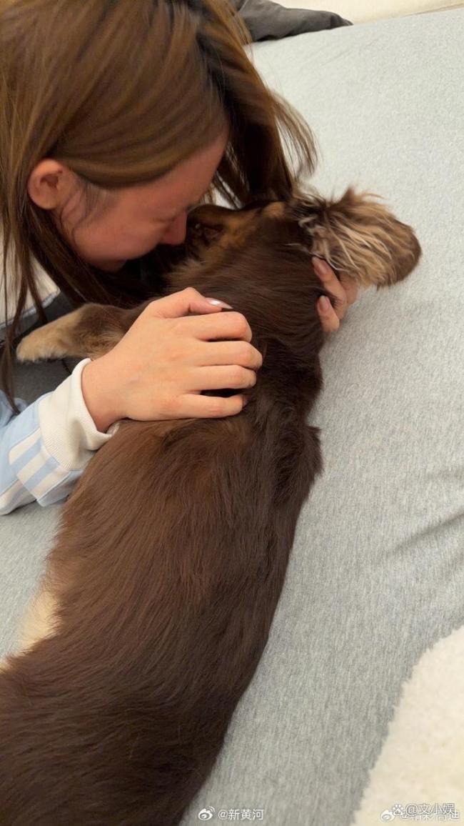 网红高迪回应爱犬在车库被碾死 双方均有责任