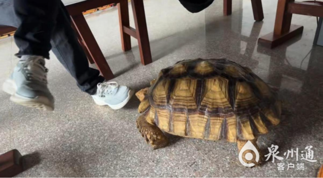 救助站回应村民发现龟中巨无霸