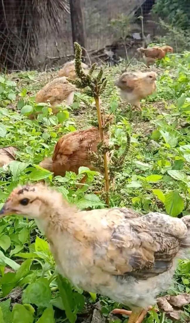 養(yǎng)殖騙局包技術(shù)包回收包你血本無歸 一場跨省流竄作案的騙局