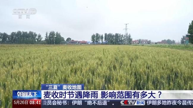 麦收时节遇降雨影响范围有多大 主产区麦收进度如何