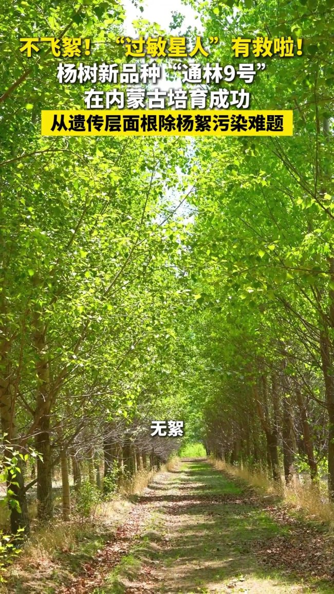 不飞絮！杨树新品种培育成功
