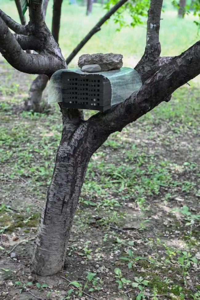 如果蜜蜂從地球上消失人類會怎么樣 沉默的傳粉者危機(jī)
