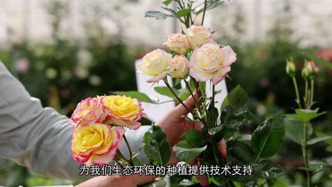 深耕特色富民產(chǎn)業(yè) 激活鄉(xiāng)村振興發(fā)展新動能