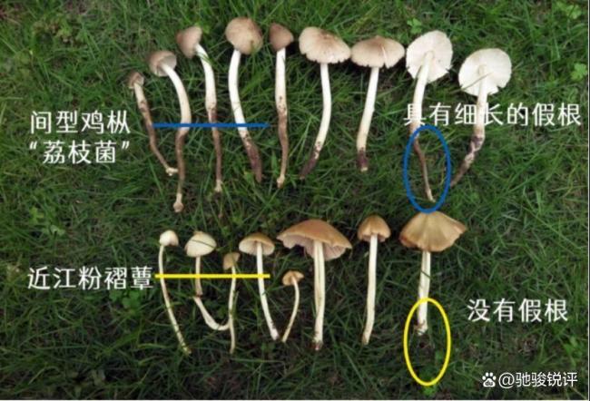 男子误食毒蘑菇重度中毒险致命 经验主义害人不浅