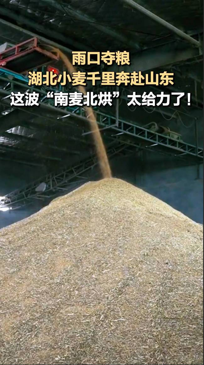 湖北小麦千里奔赴山东烘干