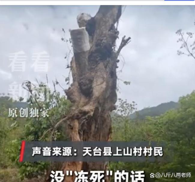 古樹(shù)被毀上級(jí)部門(mén)一問(wèn)三不知 六百年記憶何以至此