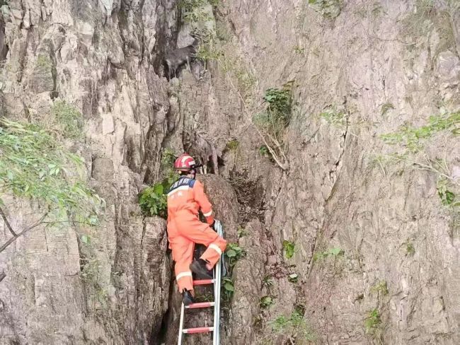 两只中华斑羚被困半山坡 消防员施救 成功转移获救