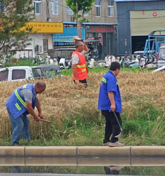 鄭州“特色”地鐵站：被小麥包圍 綠化帶種麥引熱議