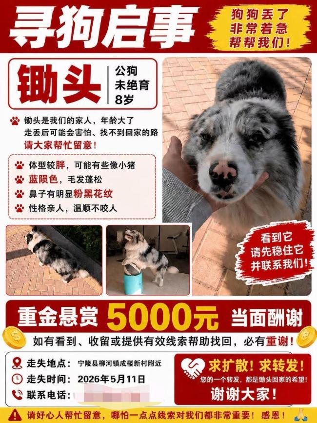 百萬粉絲網(wǎng)紅邊牧疑被偷宰殺 主人堅決維權(quán)