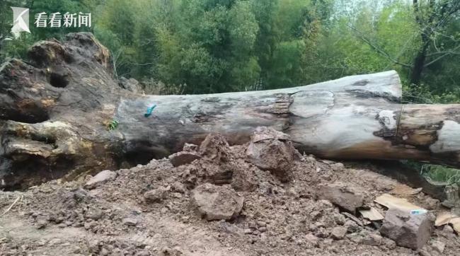 浙江兩棵超500歲古樹(shù)遭違規(guī)移栽死亡 行政審批缺失引發(fā)爭(zhēng)議