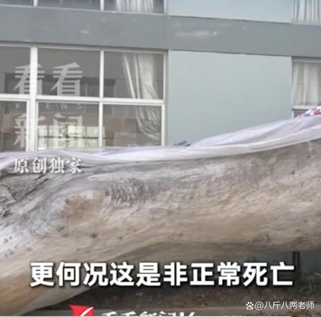 古樹被毀上級部門一問三不知 六百年記憶何以至此