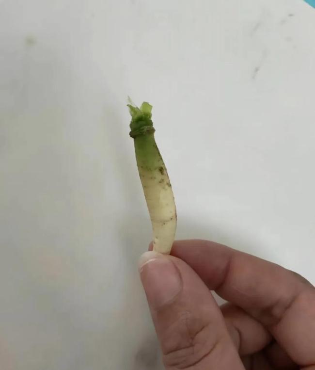 我为什么喜欢种菜了？治愈焦虑的良方