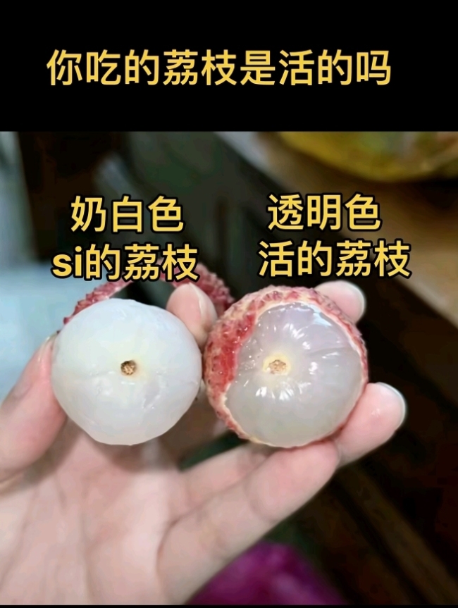 果农辟谣乳白色荔枝是“死荔枝”