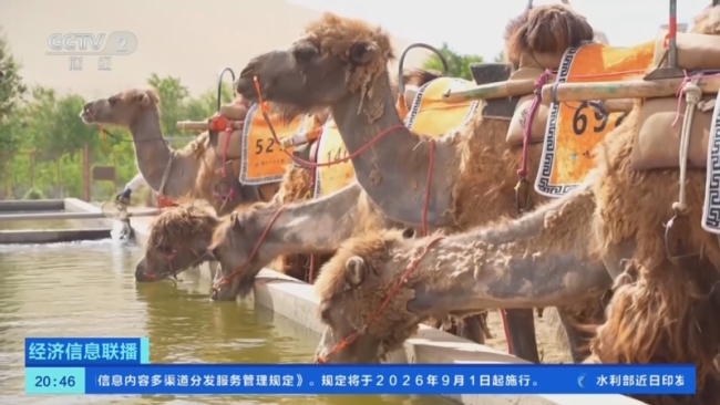 敦煌景区骆驼有了作息时间表
