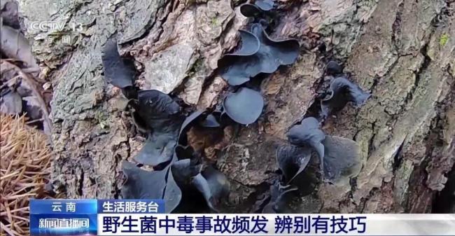 女子吃見手青中毒 開車百米連撞2車 誤食毒蘑菇致幻駕車出事