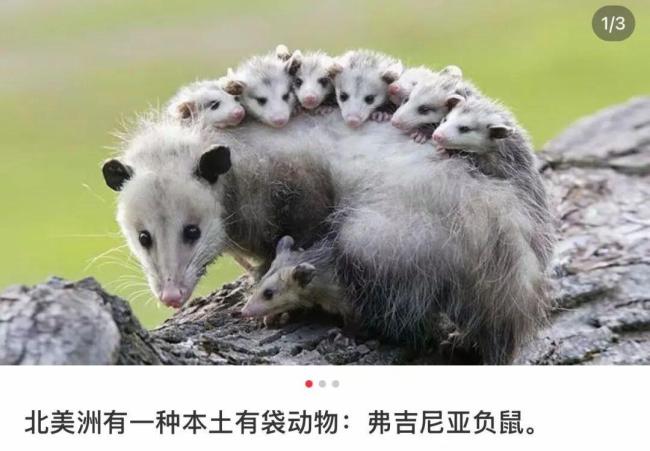 负鼠表情包为啥爆火 成为情绪容器