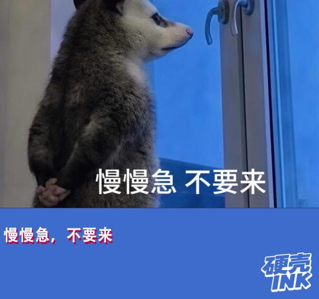 负鼠表情包为啥爆火 成为情绪容器