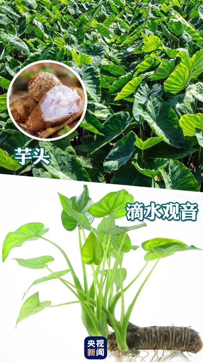 幼儿在公园误舔一口叶子中毒入院 警惕滴水观音毒性