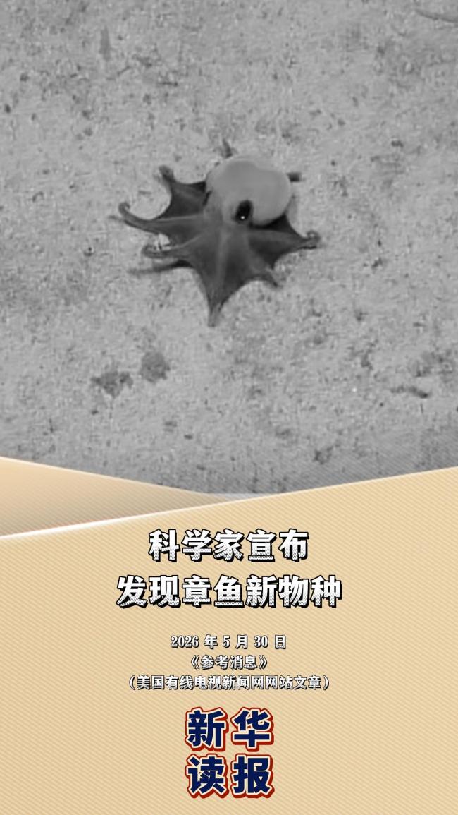 科学家宣布发现章鱼新物种