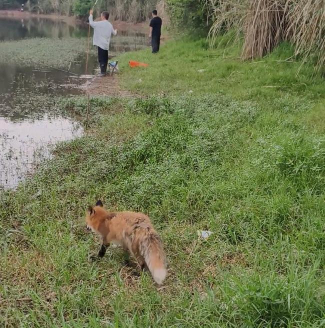 當?shù)卣労傮@現(xiàn)一水庫邊 釣魚者喂食引關注