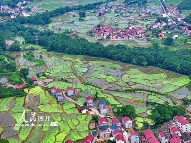 江西泰和：田園如畫