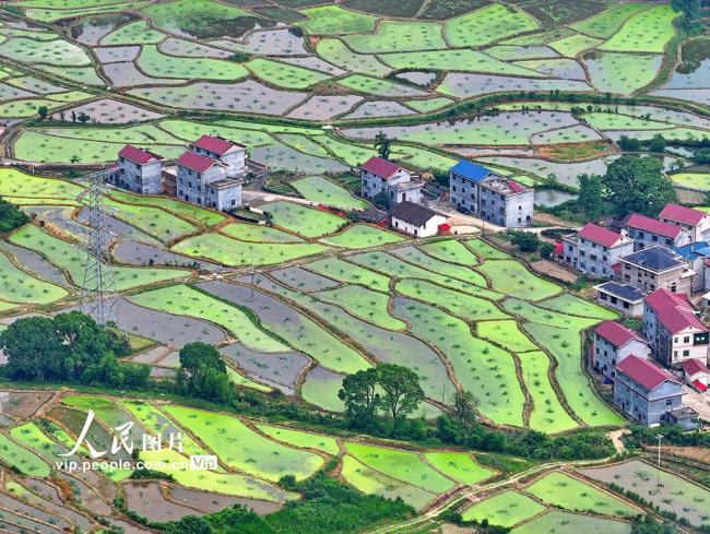 江西泰和：田園如畫