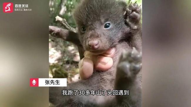 采药人跑山时偶遇4只幼豺