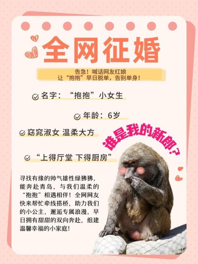 动物园帮绿狒狒全国征婚