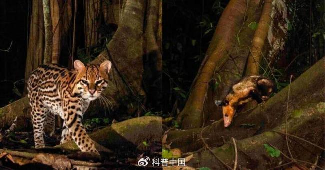 “背手负鼠”火了！什么来头 表情包背后的生存智慧