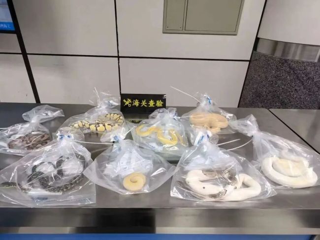 男子身藏8条活蛇入境被查获 濒危物种走私案